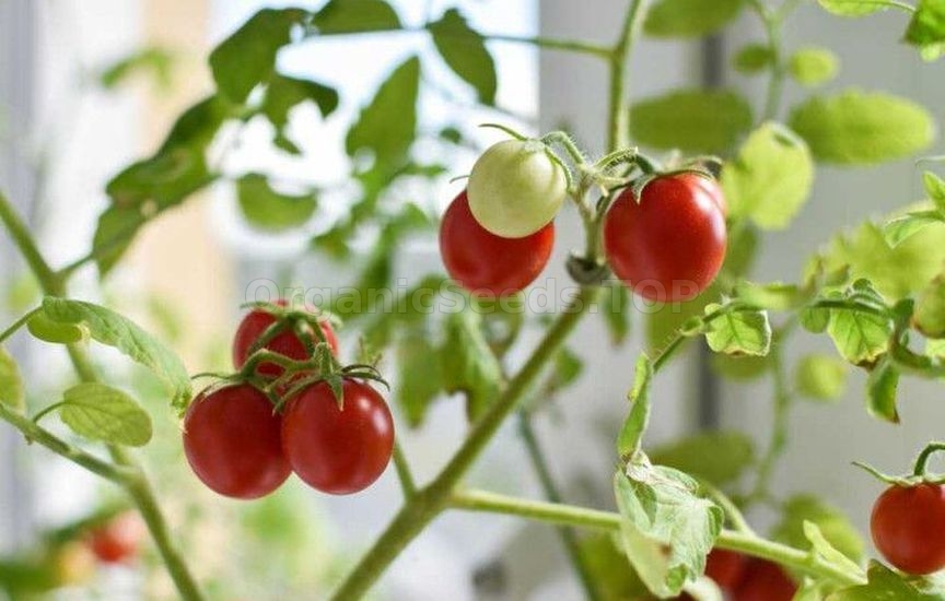 Growing potted tomatoes year-round – a real strategy
