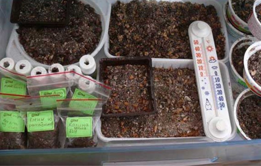 6 main rules for seed stratification at home