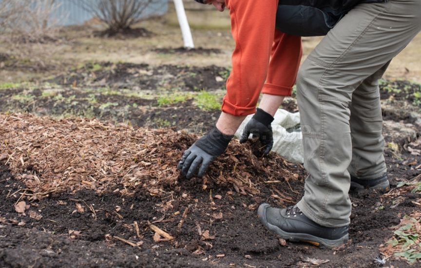 What to do if you didn’t plant garlic before the frost What to do if you didn’t plant garlic before the frost