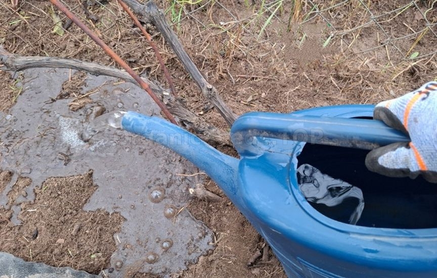 Grape sheltering: tips from an experienced gardener