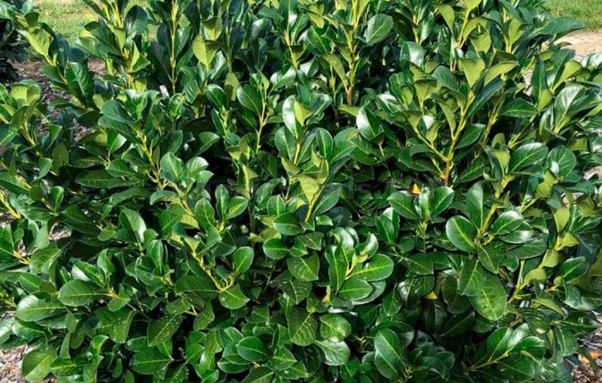 Cherry laurel - methods of reproduction and care