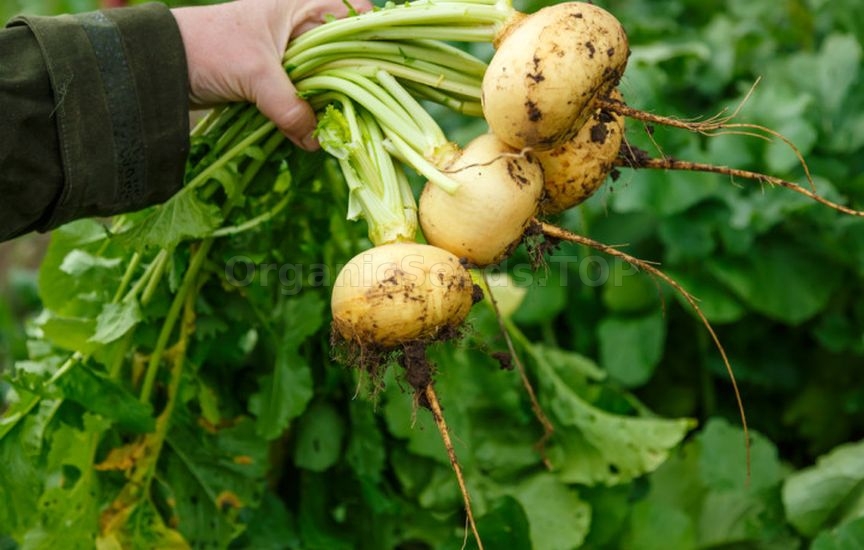 What to sow and plant in June to harvest before autumn What to sow and plant in June to harvest before autumn
