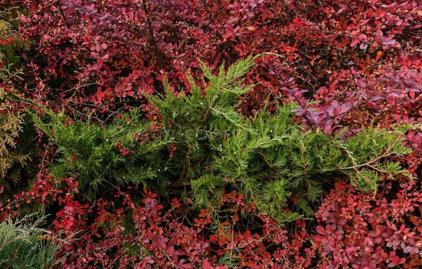 Juniper planting ideas: 9 stylish combinations Juniper planting ideas: 9 stylish combinations