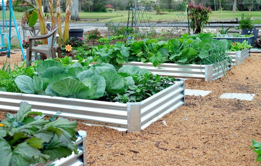 Companion Planting for Protection and Yield