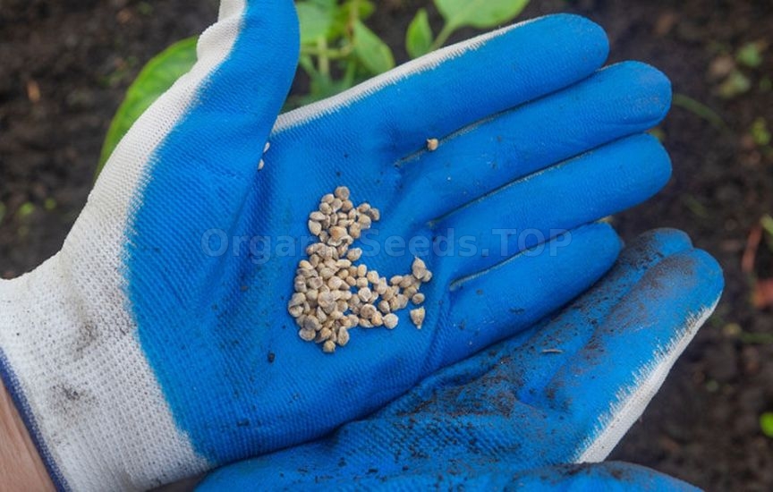 Spicy herbs and greens that can be sown before winter