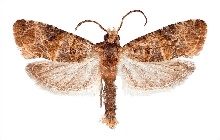 Grapevine moth - «Lobesia botrana»