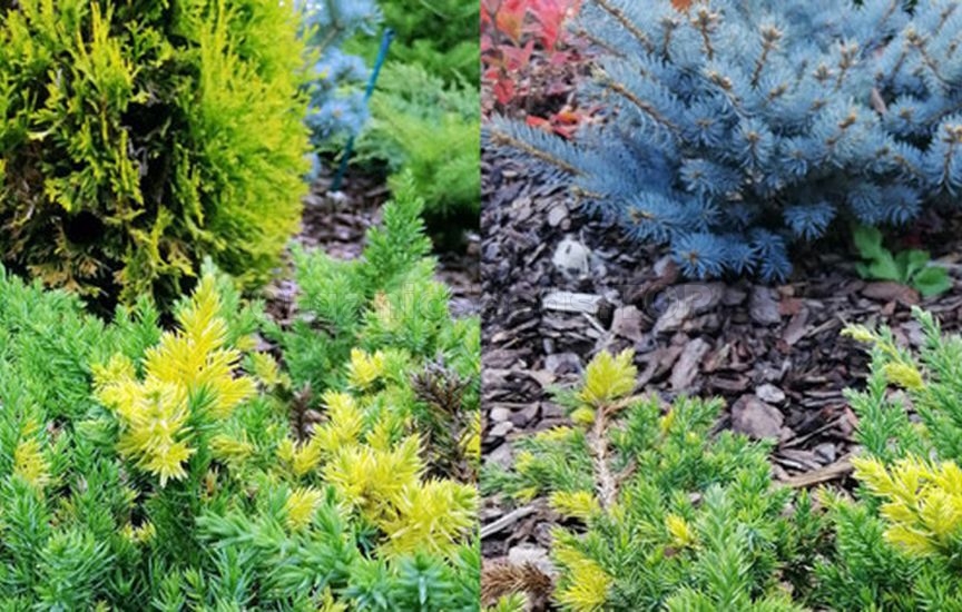 Juniper planting ideas: 9 stylish combinations Juniper planting ideas: 9 stylish combinations