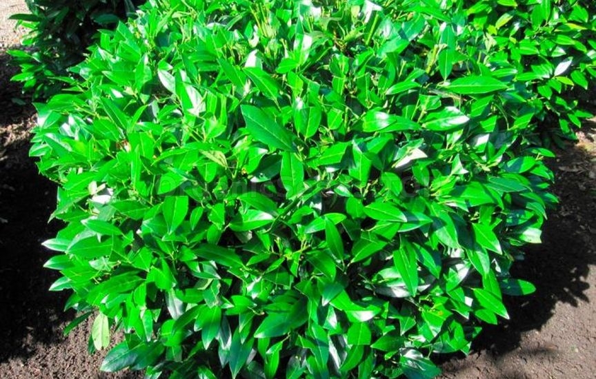 Cherry laurel - methods of reproduction and care