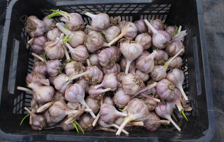 What to do if you didn’t plant garlic before the frost What to do if you didn’t plant garlic before the frost
