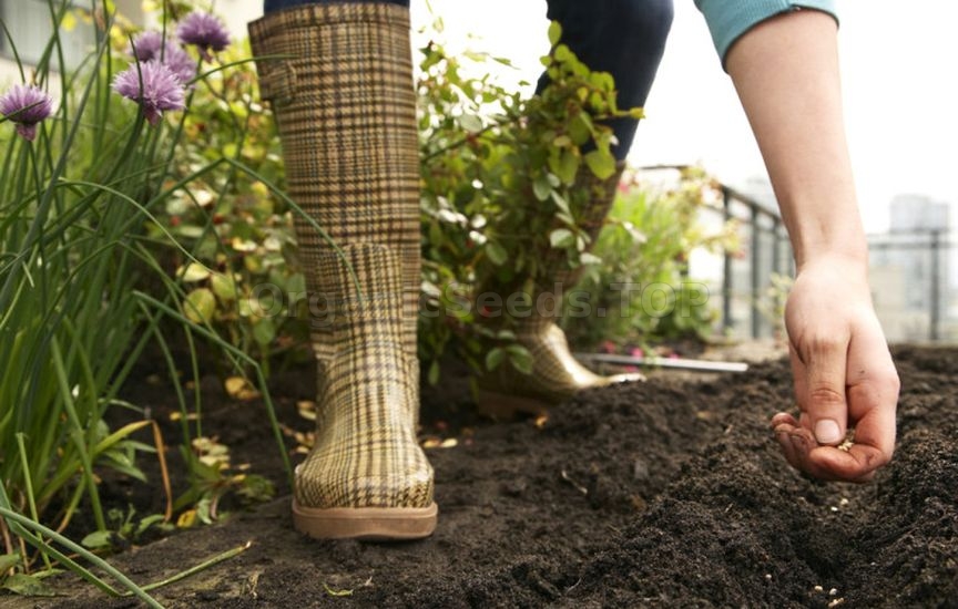 What to sow and plant in June to harvest before autumn What to sow and plant in June to harvest before autumn