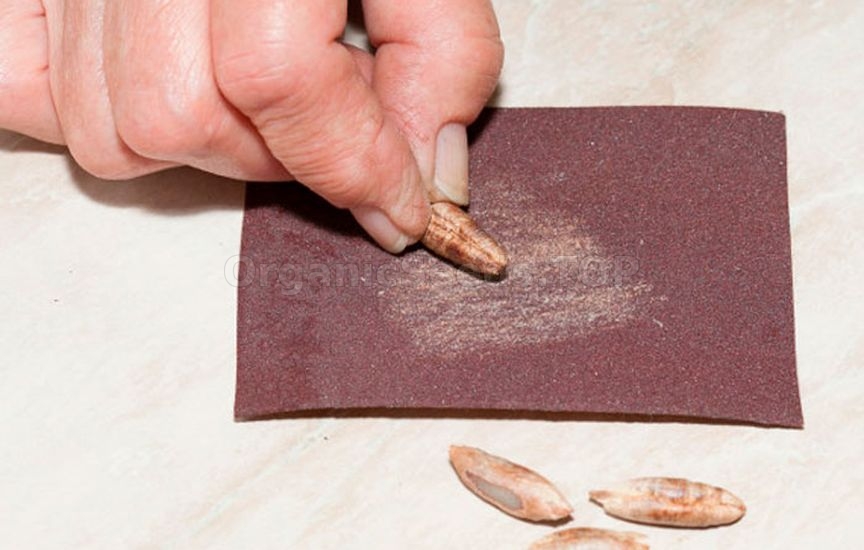 Scarification, impaction and stratification of seeds