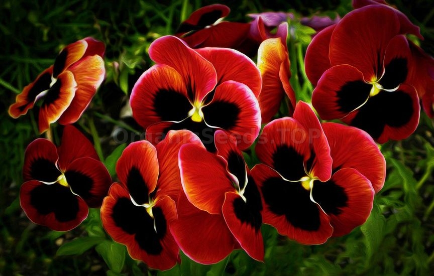 Charming violas