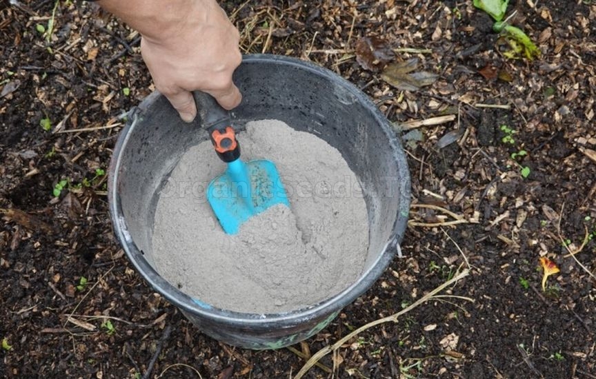 How to protect young seedlings in the first winter How to protect young seedlings in the first winter