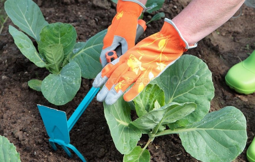 «Dry watering»: what is this procedure and which plants need it