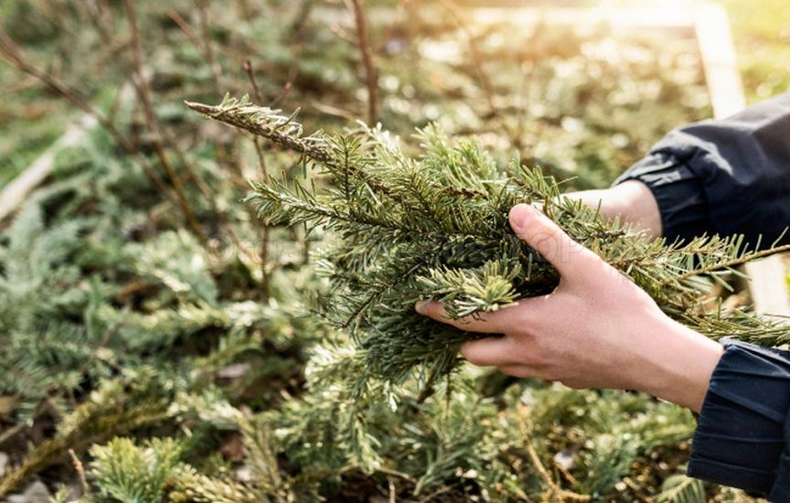 Autumn care for coniferous plants