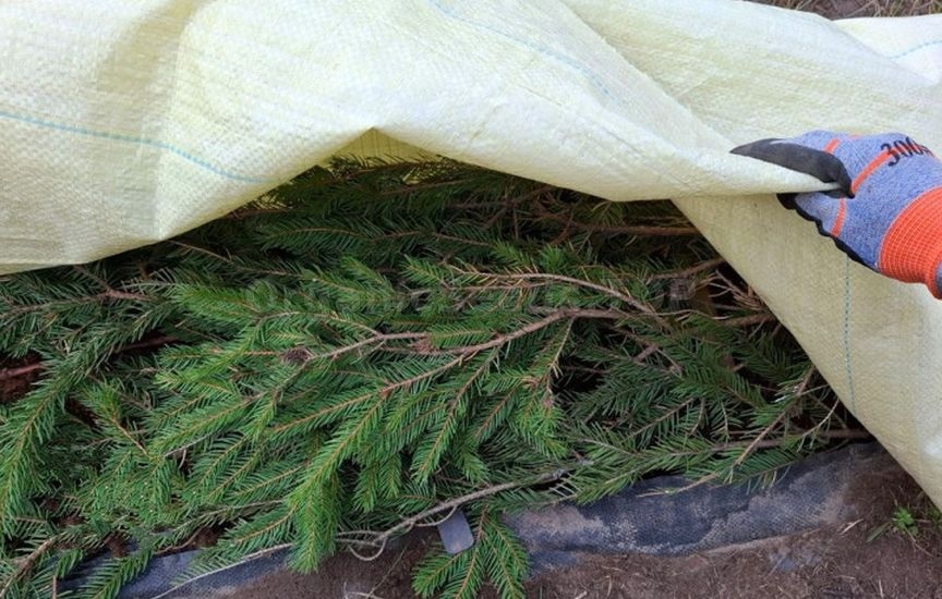 Grape sheltering: tips from an experienced gardener