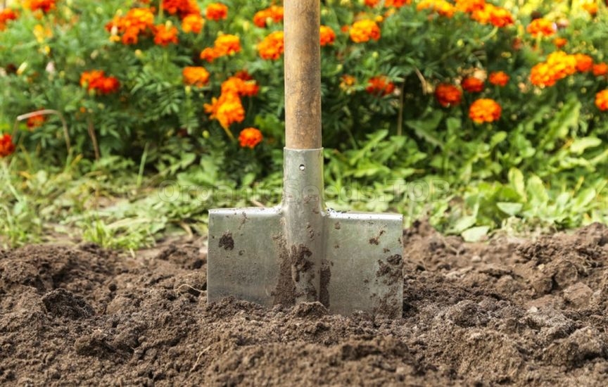When and how to transplant perennial asters in autumn