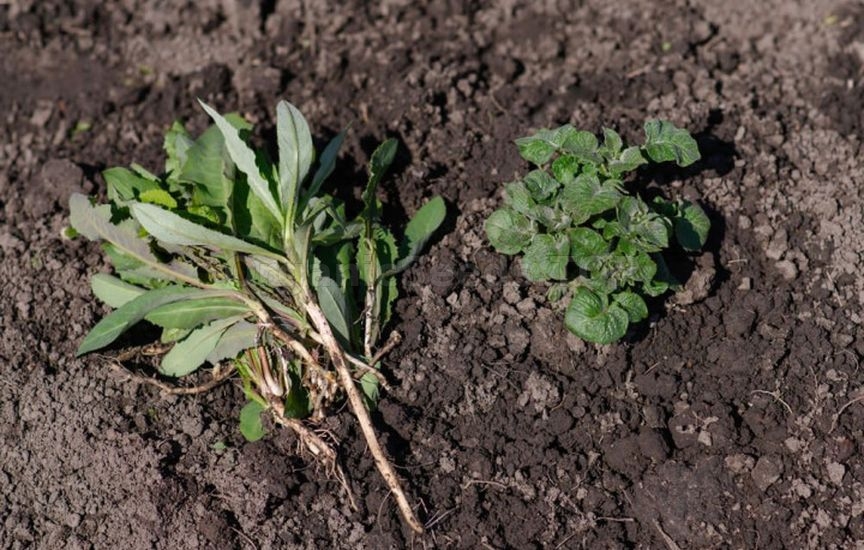 5 rules of weeding – to make the result last longer 5 rules of weeding – to make the result last longer
