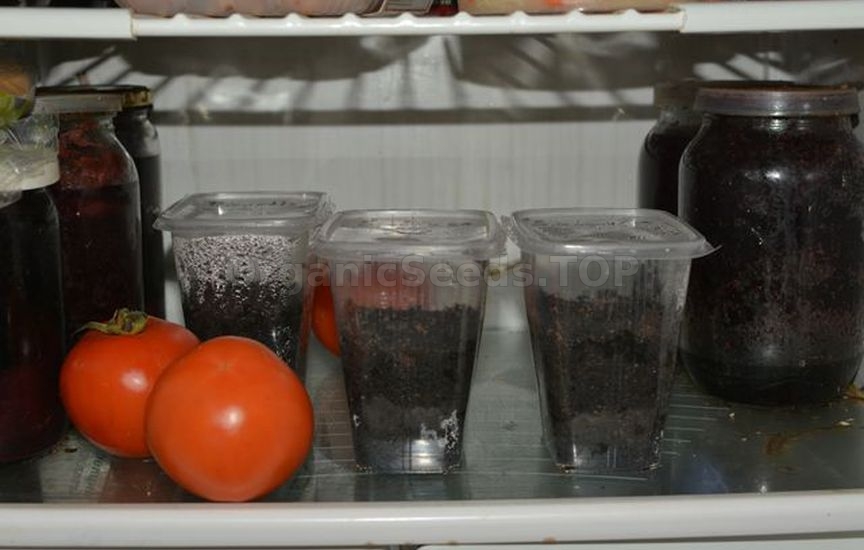 6 main rules for seed stratification at home