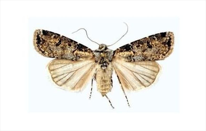 Turnip moth - «Scotia segetum»