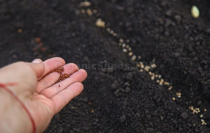 Useful life hacks for the garden in October