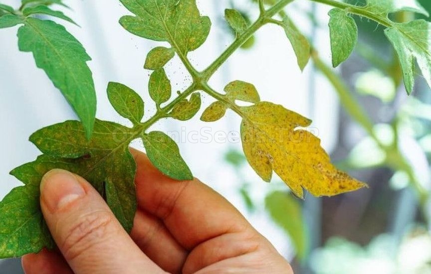 Growing potted tomatoes year-round – a real strategy