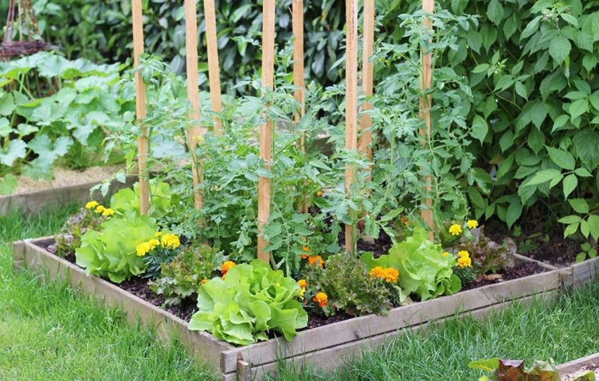 Companion Planting for Protection and Yield