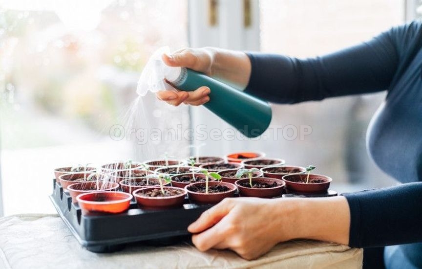Intricacies of watering seedlings