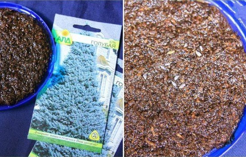 3 best ways to stratify seeds
