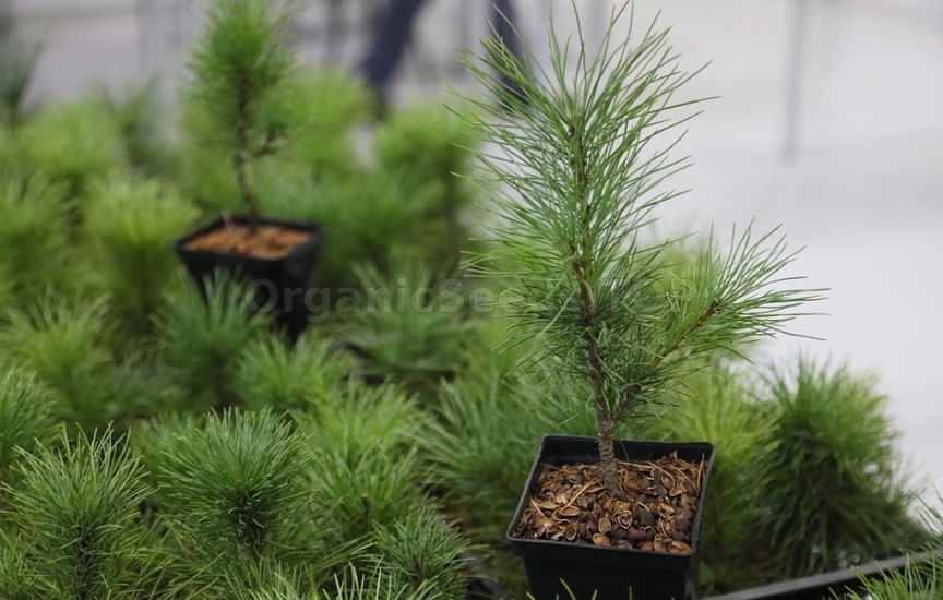 How to grow Conifers from seeds