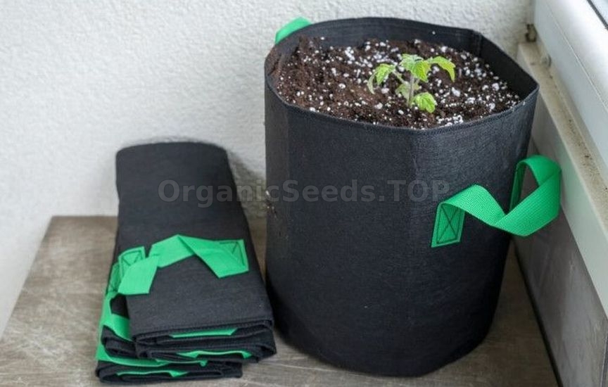 Growing potted tomatoes year-round – a real strategy