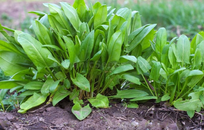 Sorrel: what are its benefits and is it worth growing