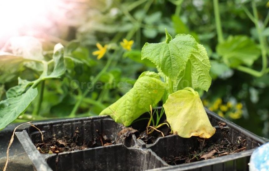 Intricacies of watering seedlings