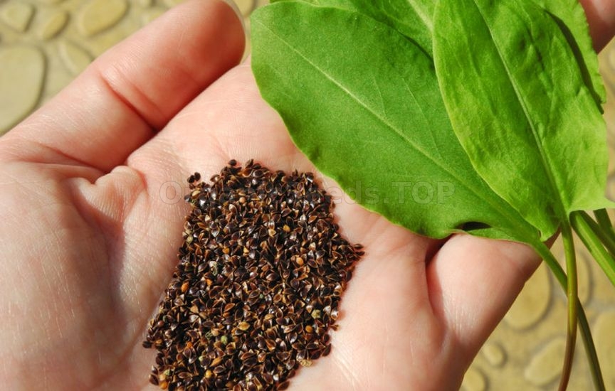 Spicy herbs and greens that can be sown before winter Spicy herbs and greens that can be sown before winter