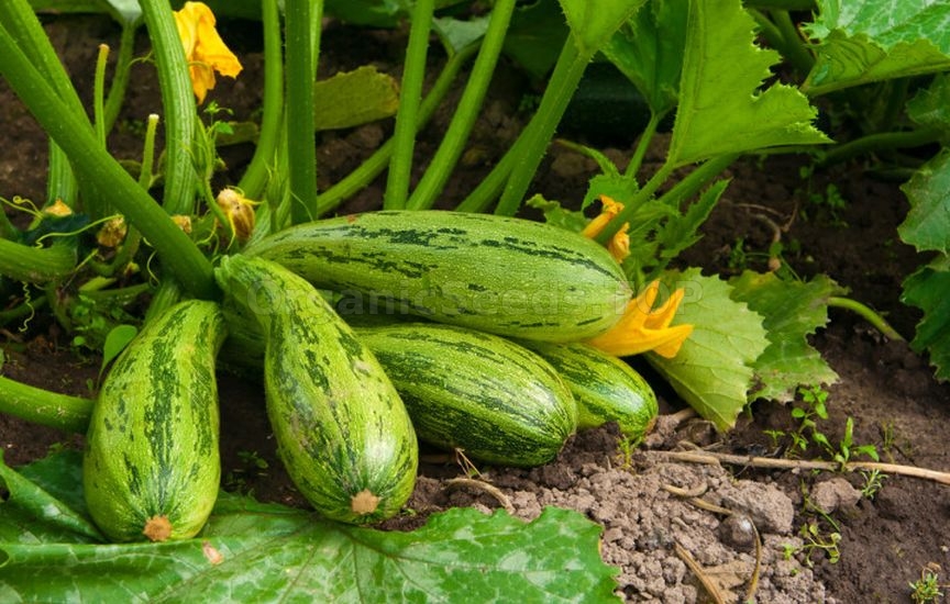 What to sow and plant in June to harvest before autumn What to sow and plant in June to harvest before autumn