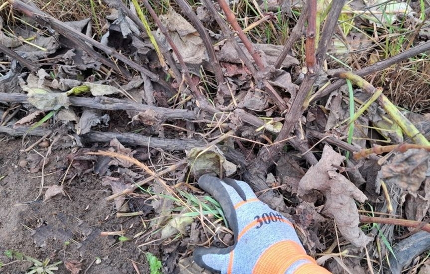 Grape sheltering: tips from an experienced gardener