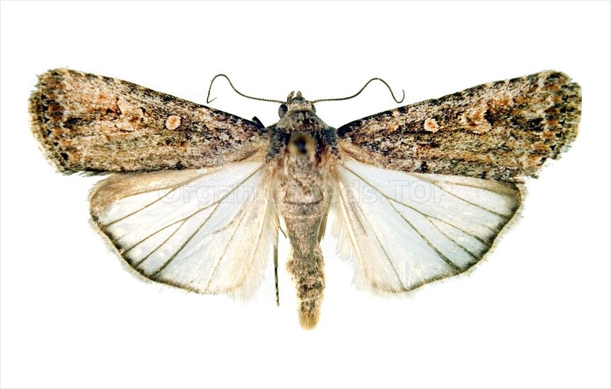 Small mottled willow moth (tomato) - «Spodoptera exiqua»