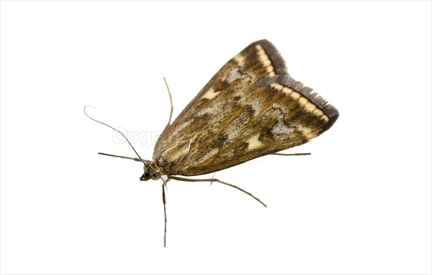 Meadow moth - «Loxostege sticticalis»