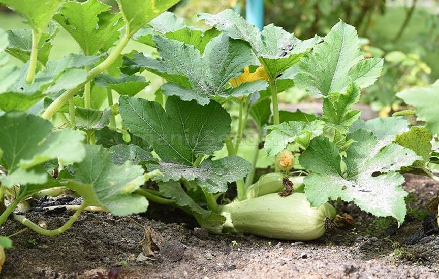 Squash: planting and care in open ground