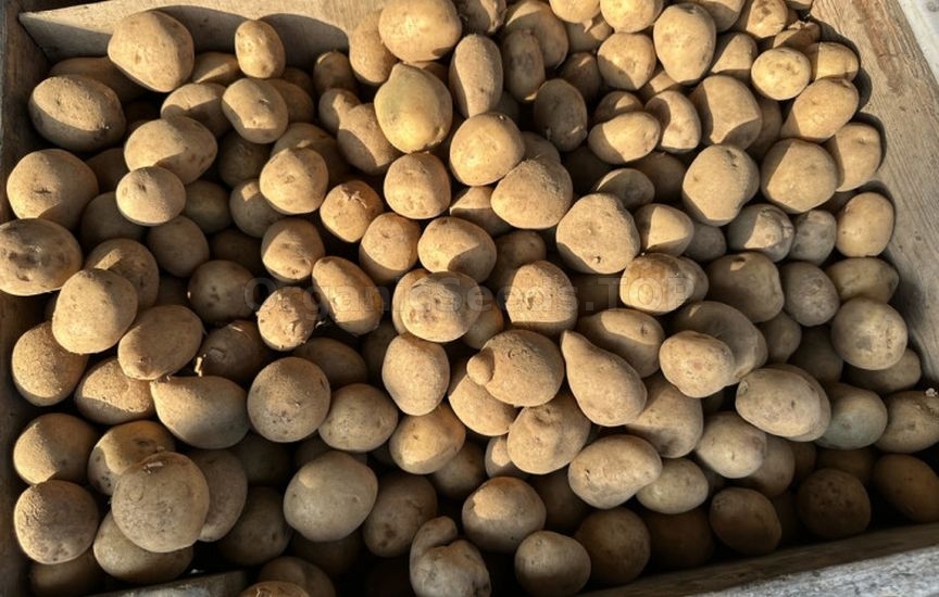 How to store potatoes to prevent sprouting