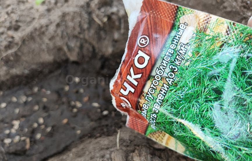 Spicy herbs and greens that can be sown before winter Spicy herbs and greens that can be sown before winter