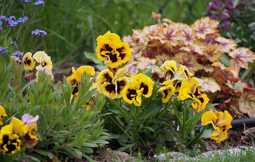 Charming violas