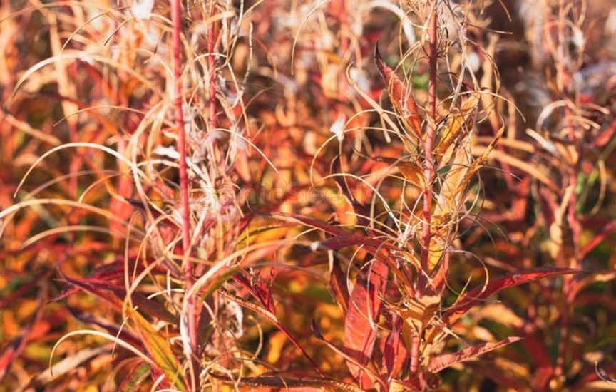 «Kings of Autumn»: 10 Shrubs That Shine at Season’s End