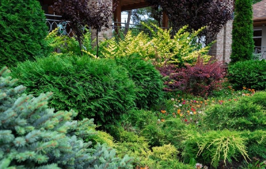 Juniper planting ideas: 9 stylish combinations