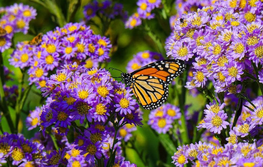 When and how to transplant perennial asters in autumn