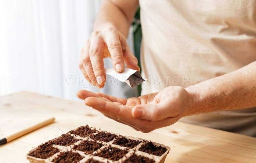 Growing potted tomatoes year-round – a real strategy