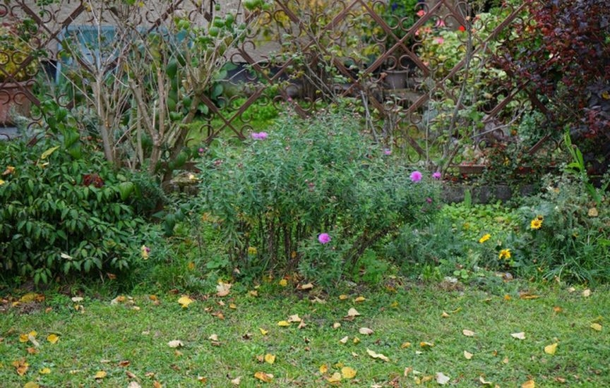 When and how to transplant perennial asters in autumn