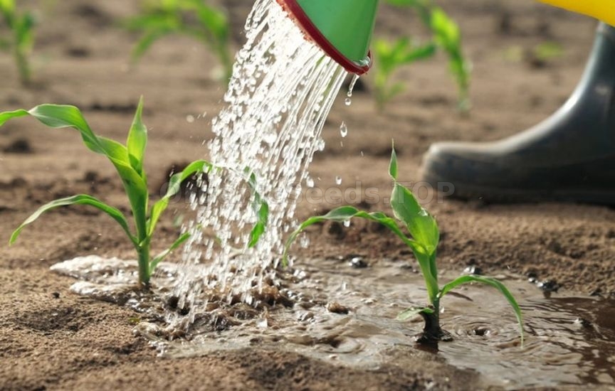 «Dry watering»: what is this procedure and which plants need it