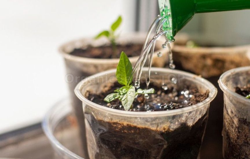 Intricacies of watering seedlings