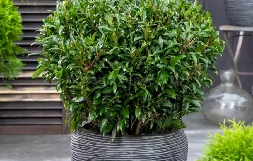 Cherry laurel - methods of reproduction and care